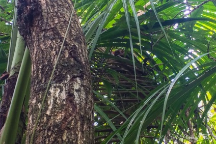 Centrul de tarsiers de pe insula bohol, Filipine, o excursie auto-întreținută