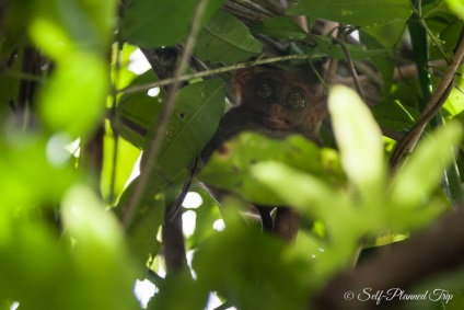 Centrul de tarsiers de pe insula bohol, Filipine, o excursie auto-întreținută