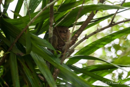Centrul de tarsiers de pe insula bohol, Filipine, o excursie auto-întreținută
