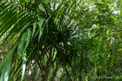 Centrul de tarsiers de pe insula bohol, Filipine, o excursie auto-întreținută