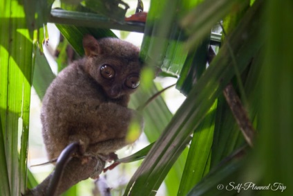 Centrul de tarsiers de pe insula bohol, Filipine, o excursie auto-întreținută