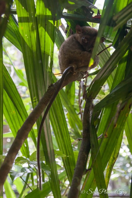 Centrul de tarsiers de pe insula bohol, Filipine, o excursie auto-întreținută