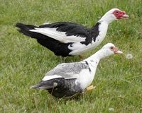 Backyard pézsma kacsa indoutki, pekingi kacsa - BC, gyöngytyúk, a legfőbb mezőgazdasági portál