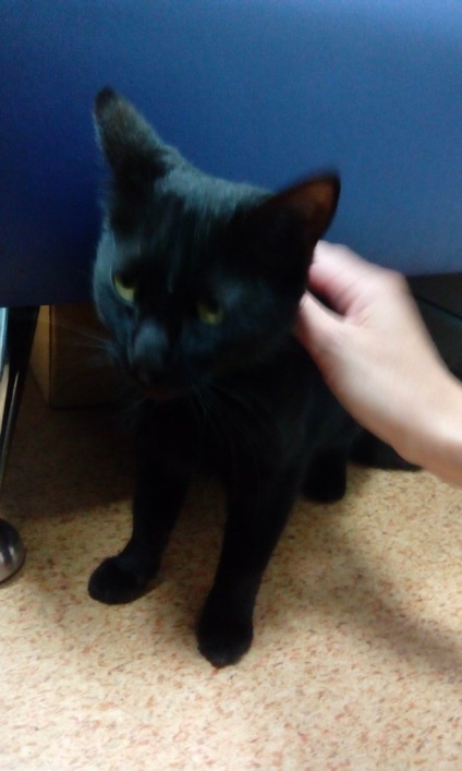 Fekete macska (vagy macska) vár rád! Blog - én vadállatok