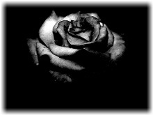 Fekete virág babona, értékek és jelek - cikk