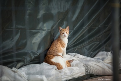 Pisici muntenegreni în lentile lui Vladimir Lukyanov, fotografie de artă