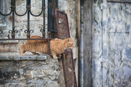 Pisici muntenegreni în lentile lui Vladimir Lukyanov, fotografie de artă