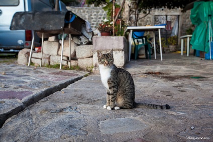 Pisici muntenegreni în lentile lui Vladimir Lukyanov, fotografie de artă