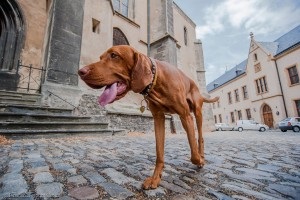 Castelul ceh este adanc deasupra fotografiei, revede cum sa obtina, video