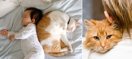 Ce sunt pisicile tratate și pisicile tratează într-adevăr boala unei persoane