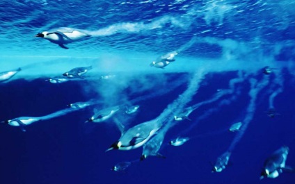 Ce îi ajută pe pinguini să înoate atât de repede