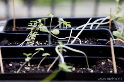 Zinnia plantare, îngrijire, reproducere, cultivare, fotografie și video