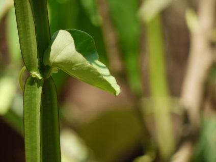 Cissus fotografie, tipurile și îngrijirea plantei din casă