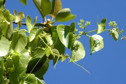 Cissus fotografie, tipurile și îngrijirea plantei din casă