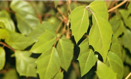 Cissus fotografie, tipurile și îngrijirea plantei din casă