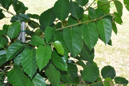 Cissus fotografie, tipurile și îngrijirea plantei din casă