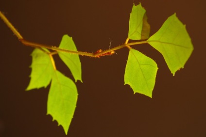 Cissus fotografie, tipurile și îngrijirea plantei din casă