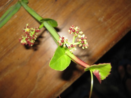 Cissus fotografie, tipurile și îngrijirea plantei din casă