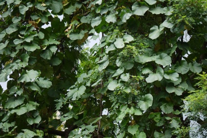 Cissus fotografie, tipurile și îngrijirea plantei din casă