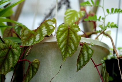 Cissus fotografie, tipurile și îngrijirea plantei din casă