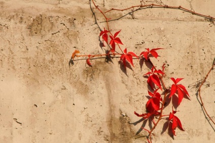 Cissus fotografie, tipurile și îngrijirea plantei din casă