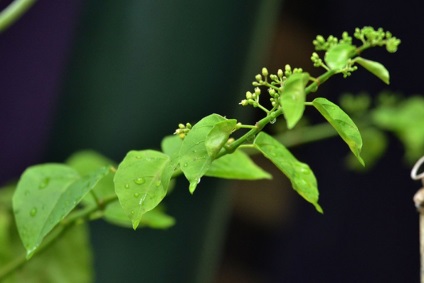 Cissus fotografie, tipurile și îngrijirea plantei din casă