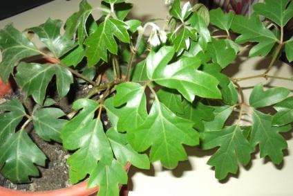 Cissus - îngrijire corespunzătoare, transplant, reproducere