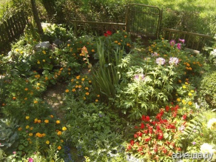 Grădină de flori sub jurnalul de balcon al utilizatorului gylnar
