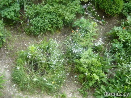 Grădină de flori sub jurnalul de balcon al utilizatorului gylnar