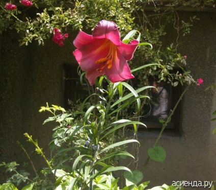 Grădină de flori sub jurnalul de balcon al utilizatorului gylnar