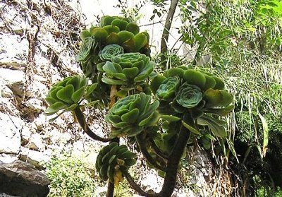 Speciile de flori Aeonium, origine, îngrijire, fotografie și video