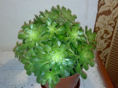 Speciile de flori Aeonium, origine, îngrijire, fotografie și video