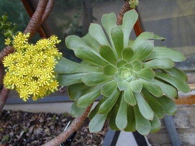 Speciile de flori Aeonium, origine, îngrijire, fotografie și video