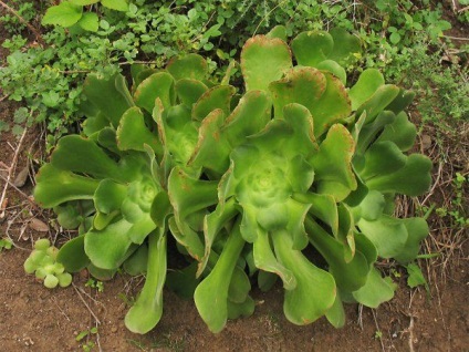 Speciile de flori Aeonium, origine, îngrijire, fotografie și video