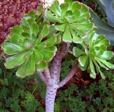 Speciile de flori Aeonium, origine, îngrijire, fotografie și video