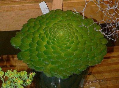 Speciile de flori Aeonium, origine, îngrijire, fotografie și video