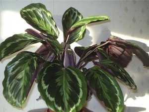 Virág medál Calathea ellátás az otthoni, különösen a termesztés és szaporítása, a saját igazságát