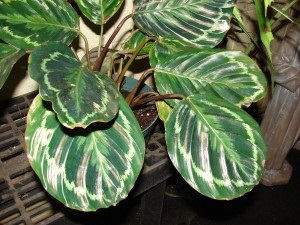 Virág medál Calathea ellátás az otthoni, különösen a termesztés és szaporítása, a saját igazságát