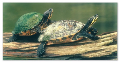 Raport privind broaștele țestoase