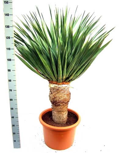 Dracaena draco sau copac de dragon (semințe)