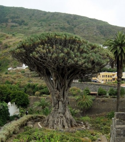 Sárkány fa vagy dracaena Drakensberg (Lat