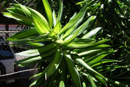 Dracaena - otthoni gondozást