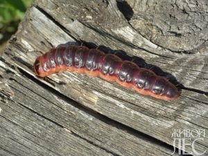 Woodworm mirositor - revista online 