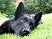 Mozgás a kutyák utánozza a farok a kutyát mentális állapotát, a különbség a kutya farkas német juhász