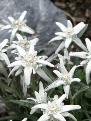 Edelweiss alpesi leírása és termesztése virág sadovodstvo24