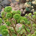 Aeonium - különösen a növekvő