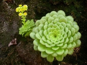 Eonium - trăsături de cultivare