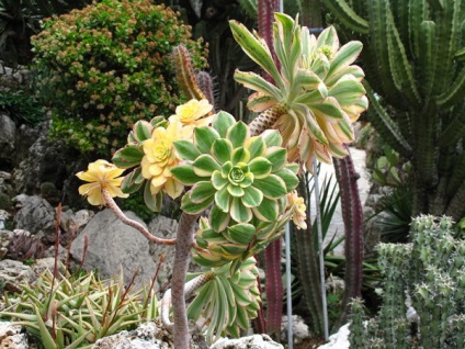 Eonium - suculent din Tenerife