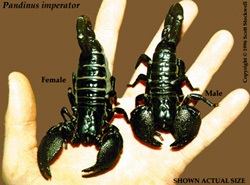 Acești scorpioni uimitori