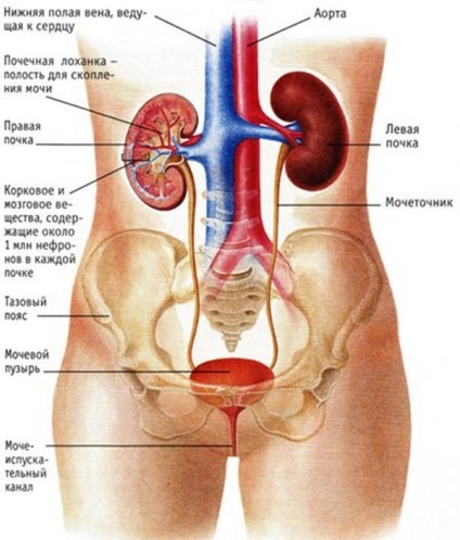 Acest remediu curăță rinichii și normalizează tensiunea arterială ridicată